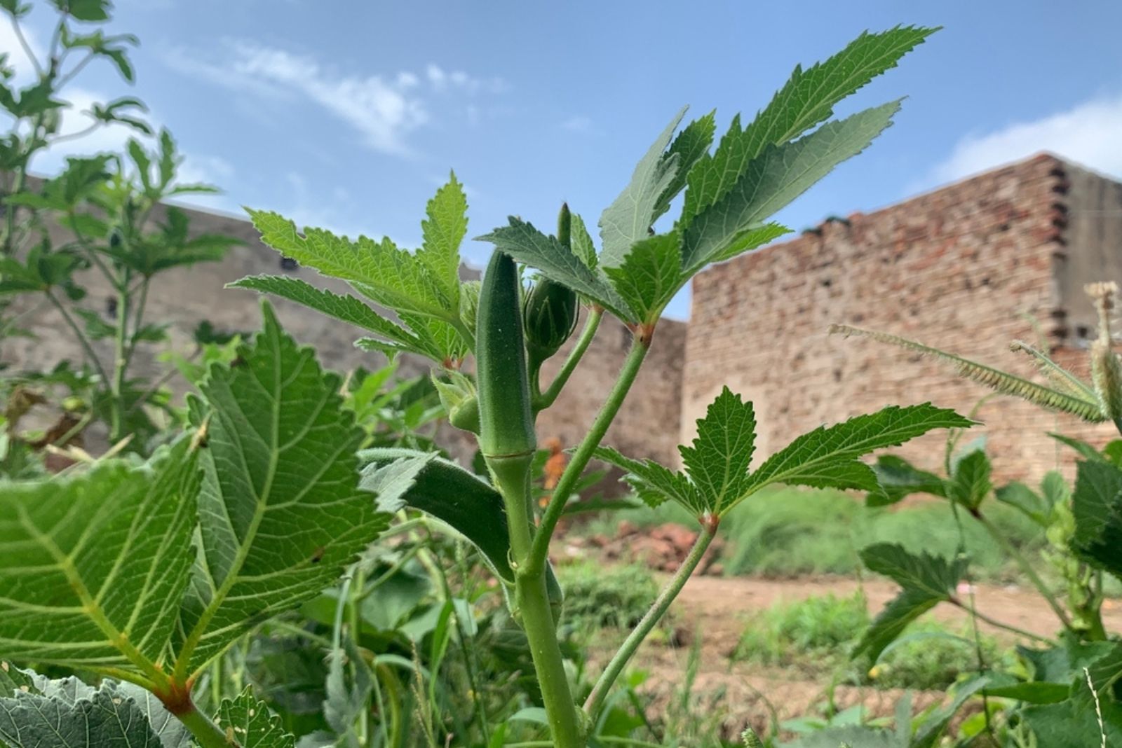 okra plant in garden