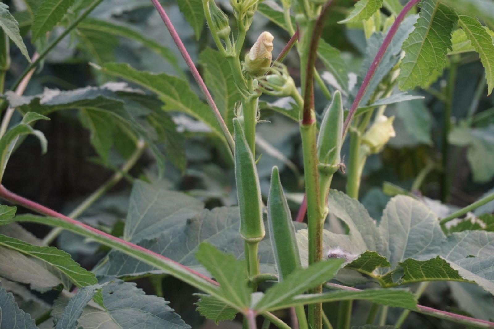 okra plant