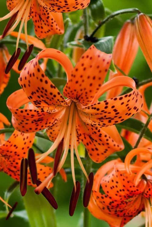 orange flower in bloom