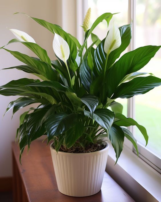 peace lily in a white pot