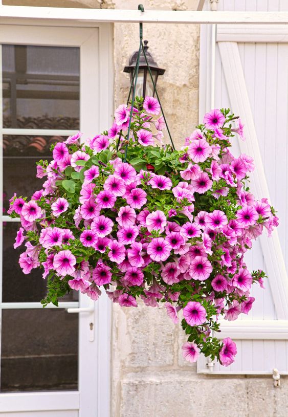 petunia in hanging basket