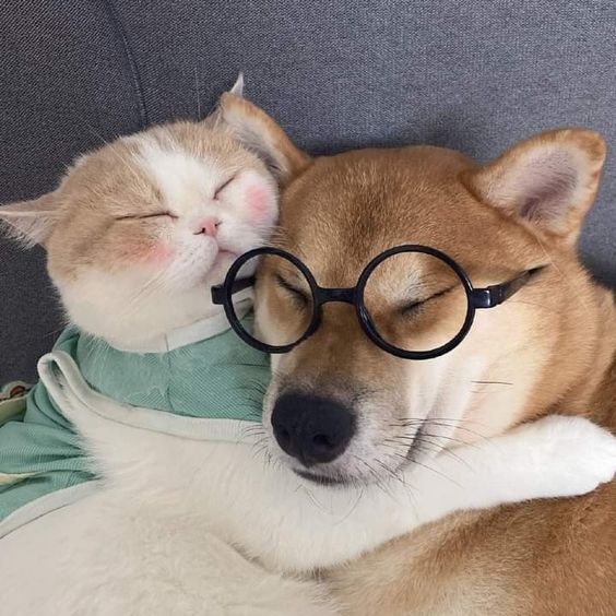 photo of dog and cat