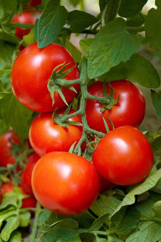 photo of ripe tomatoes