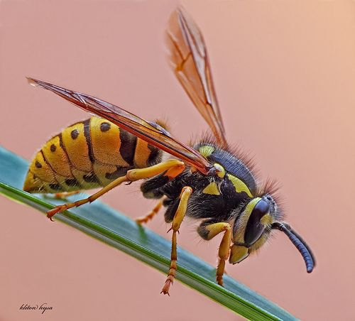 photo of wasp