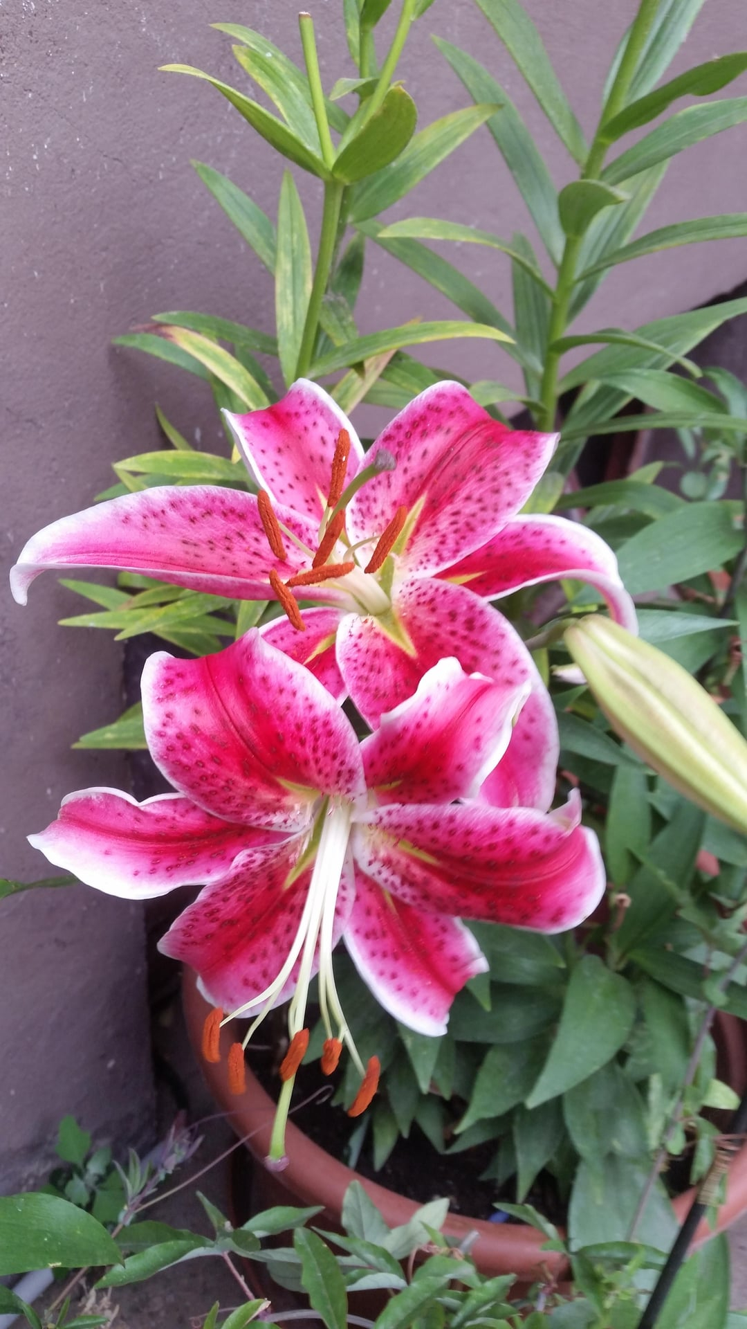 pink lily flower