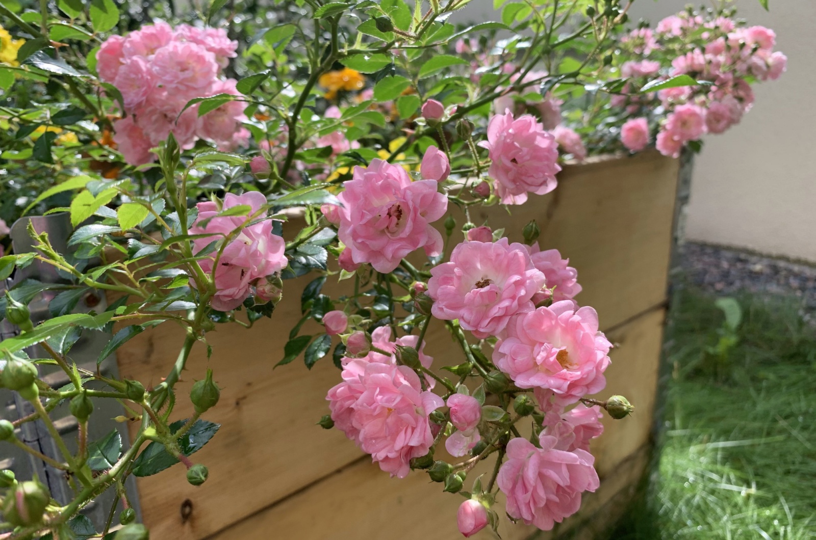pink roses growing in garden bed