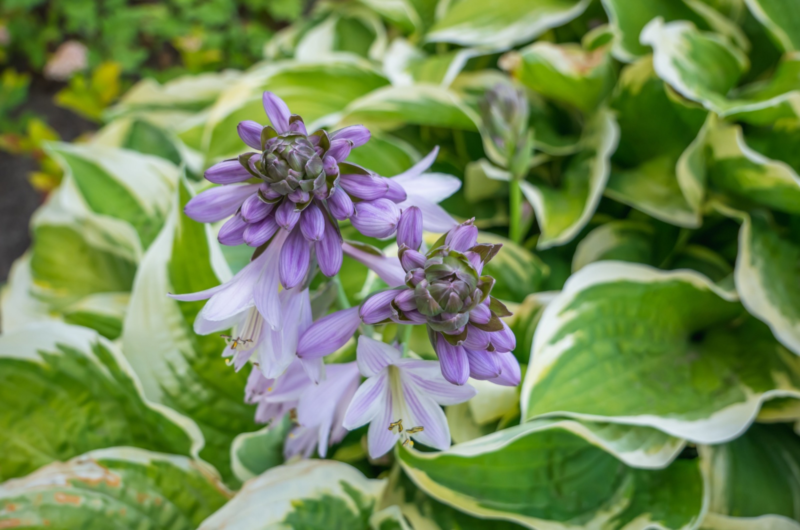 plantain lily