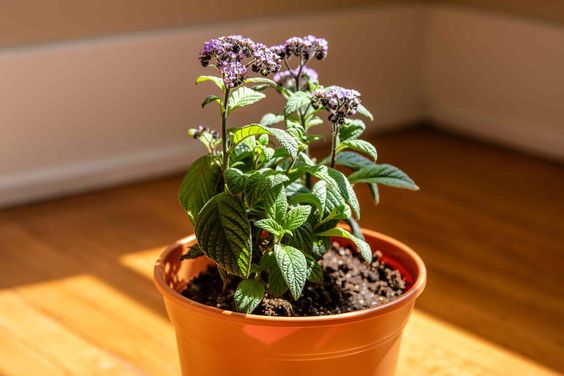 potted heliotrope