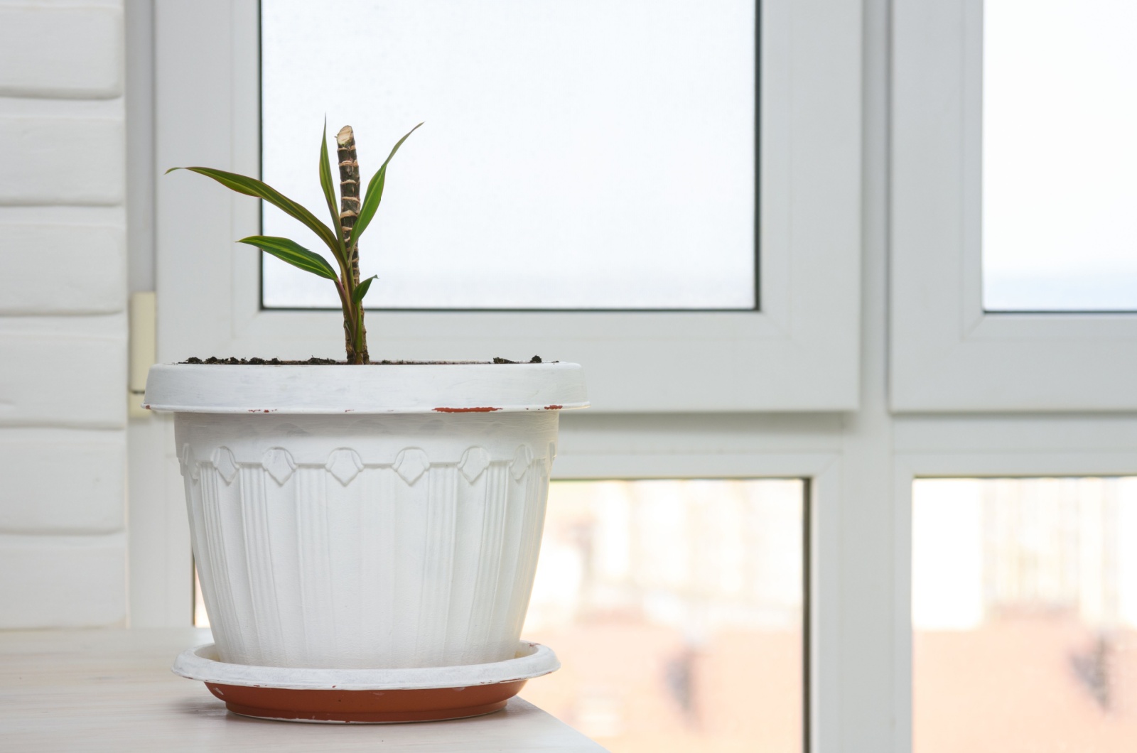 potted plant by the window