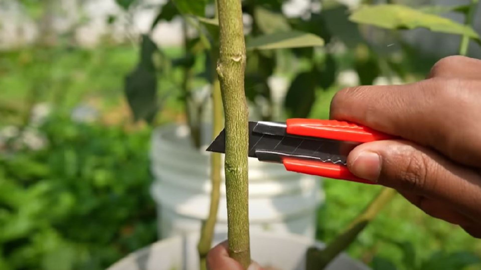 preparing the lemon tree branch