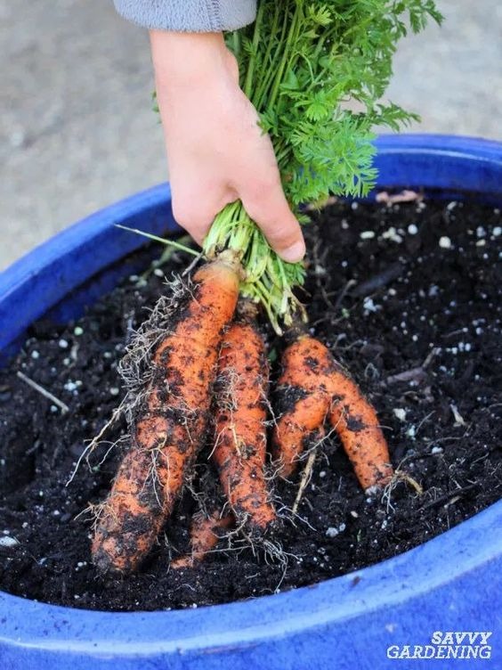 pulling carrot from container