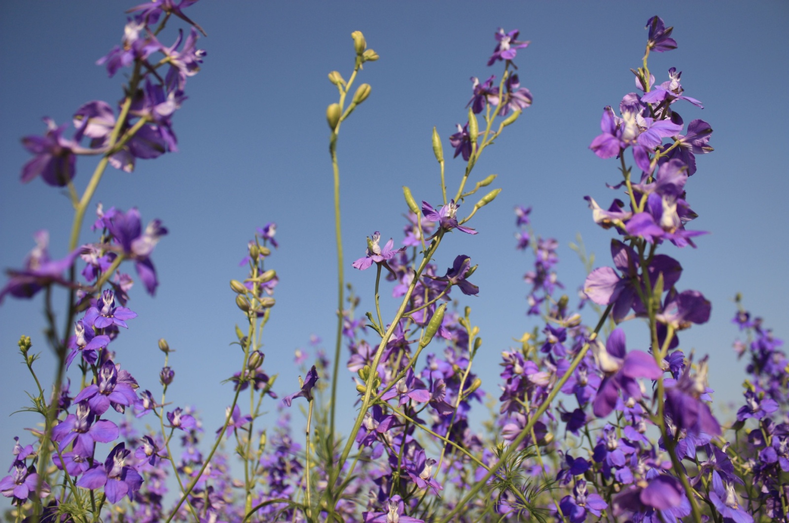 purple delphinium