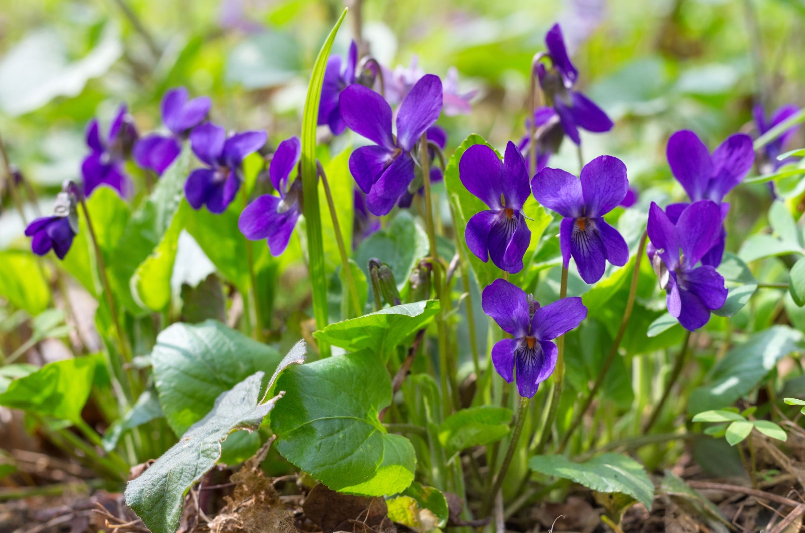 purple violet flowers