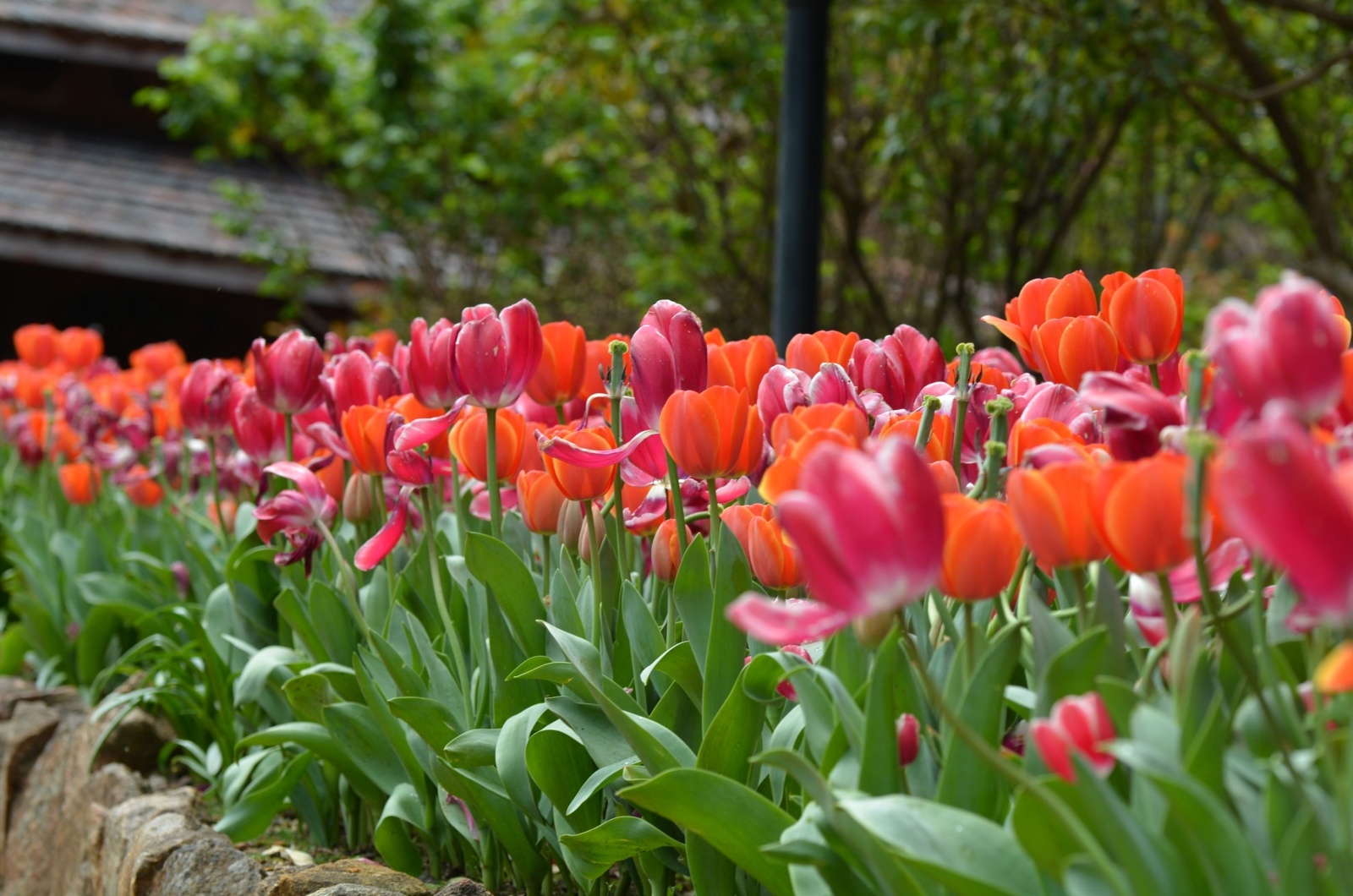 raised garden bed filled with pink and orange tulips