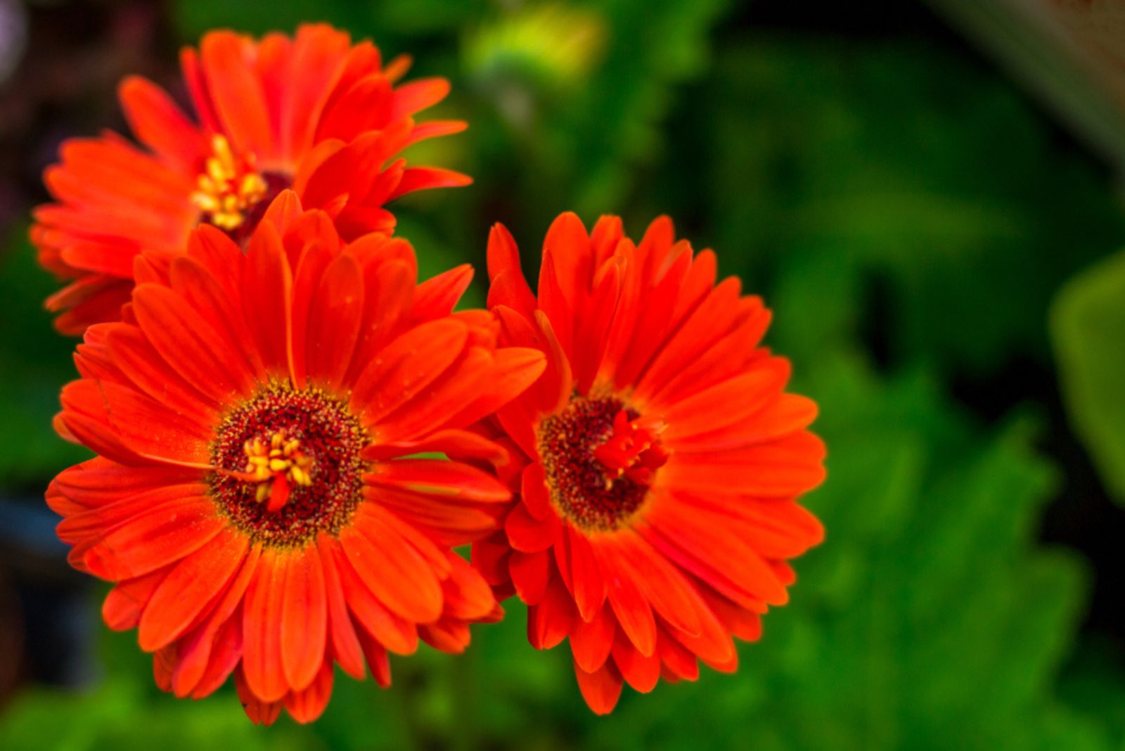 red cosmos flower