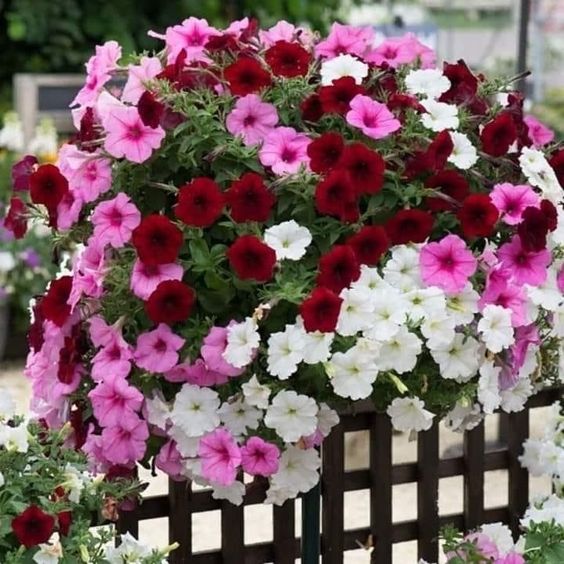 red white and pink petunia flowers