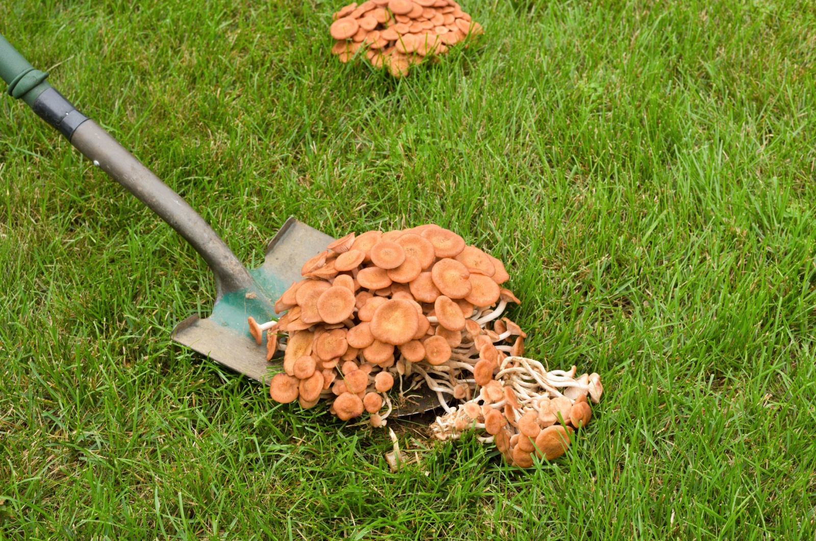 removing mushrooms