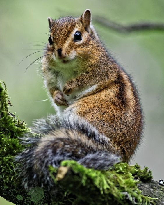 siberian chipmunk