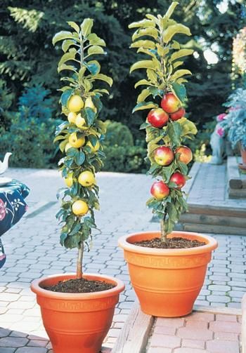 small apple trees in pots