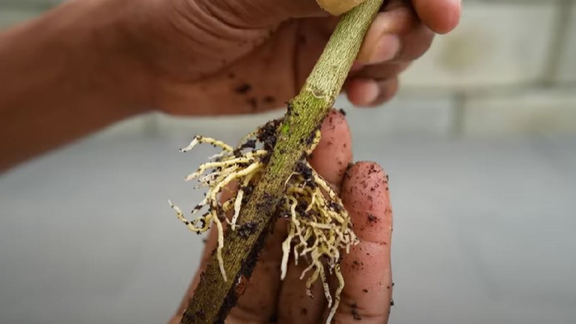 small roots on a branch