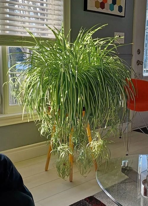 spider plant indoors