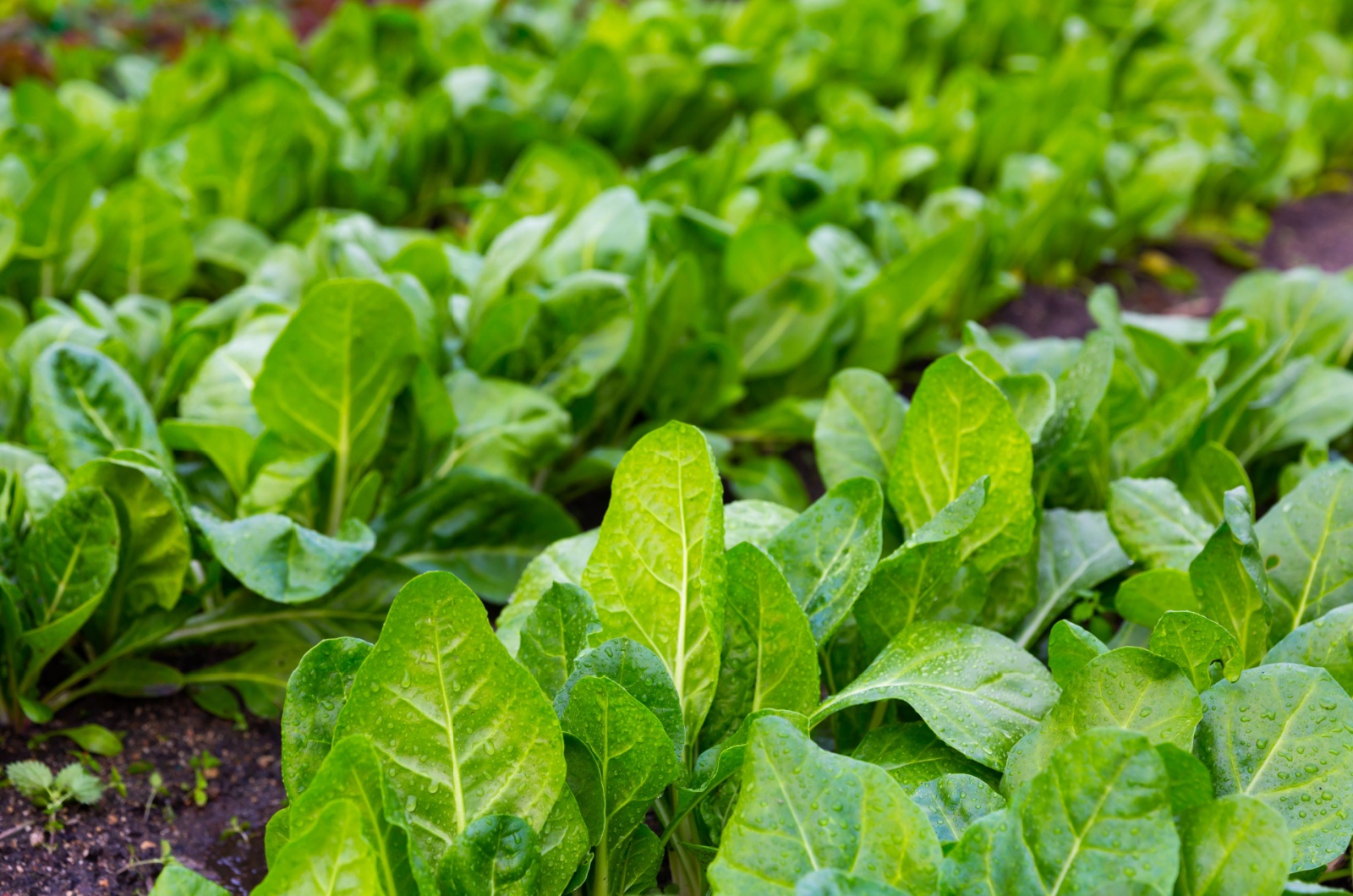 spinach bed in the garden
