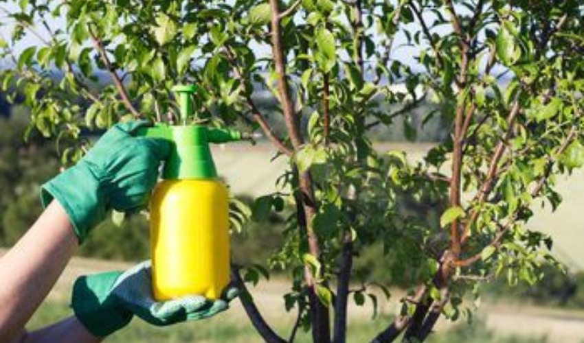 spraying a fruit tree1