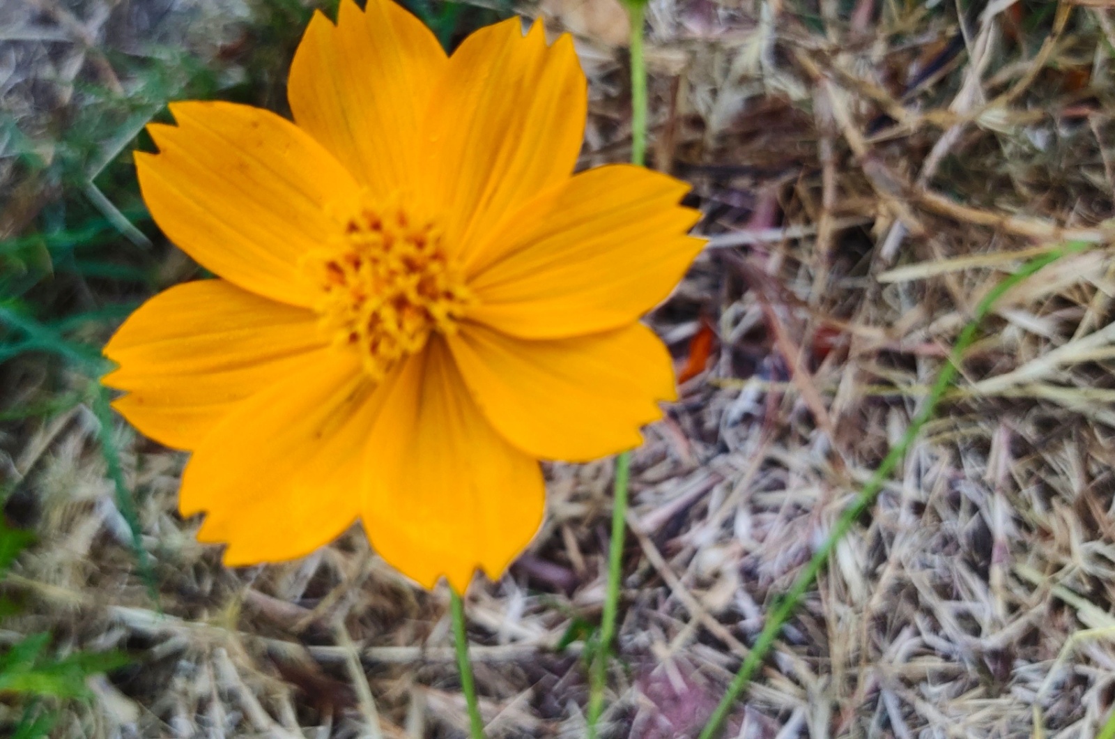 sulfur cosmos plant