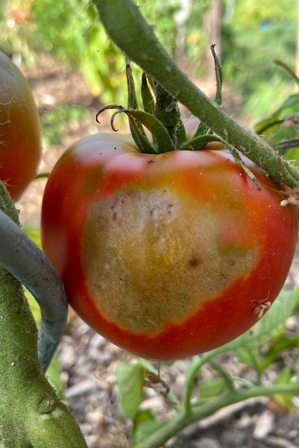 sunburn tomato