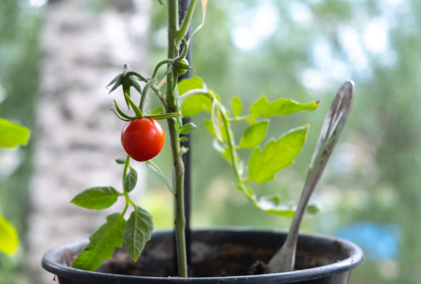 supporting tomato in pot