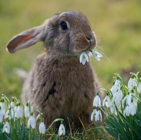 sweet bunny eats wildflowers