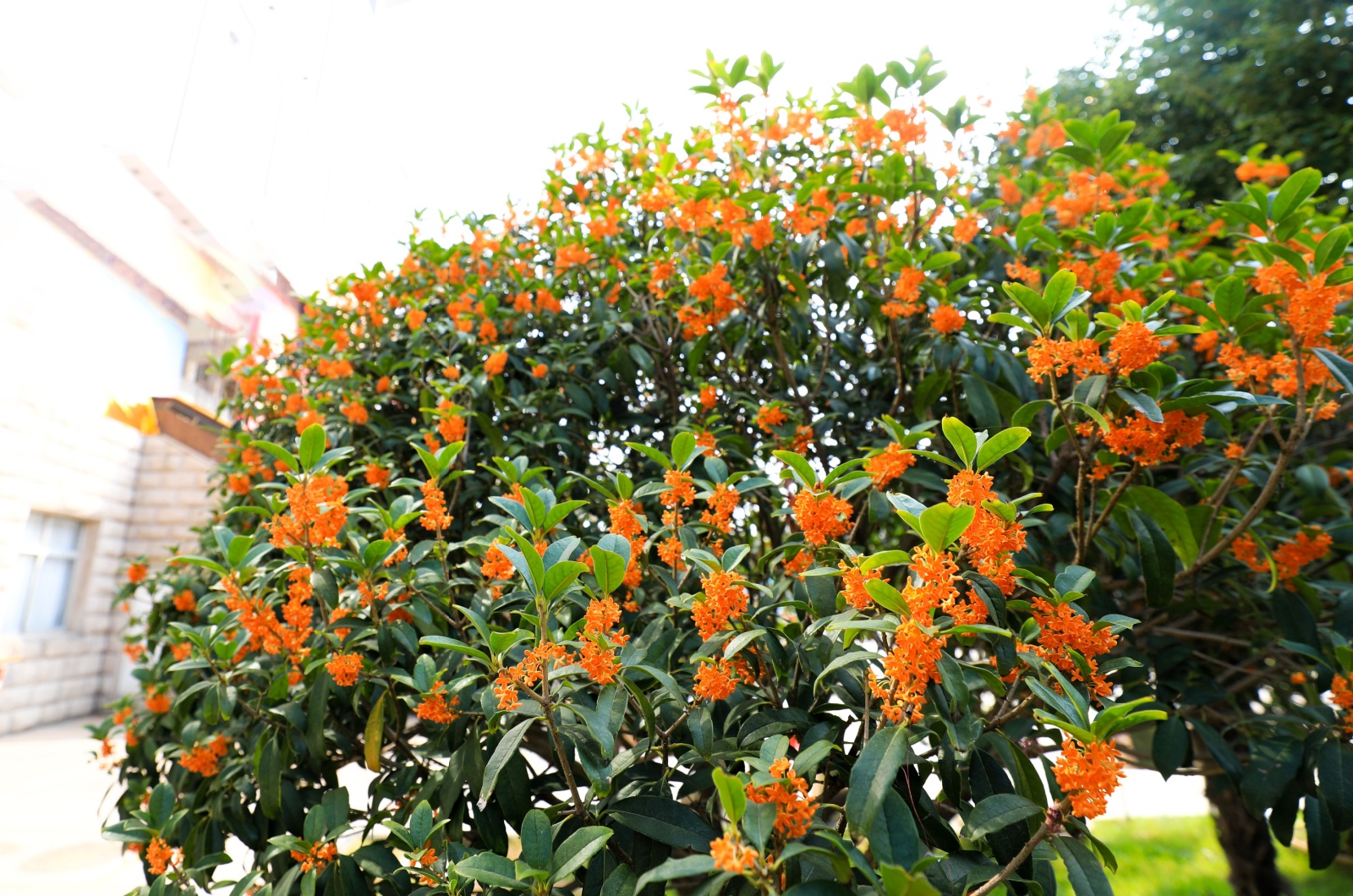 sweet olive tree with orange flowers