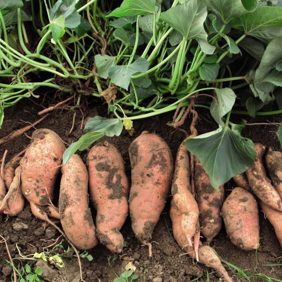 sweet potatoes on the ground