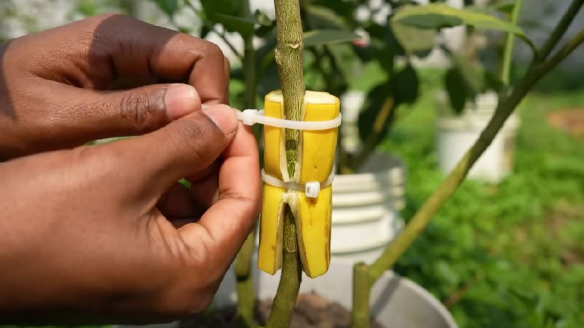 tie banana around the branch