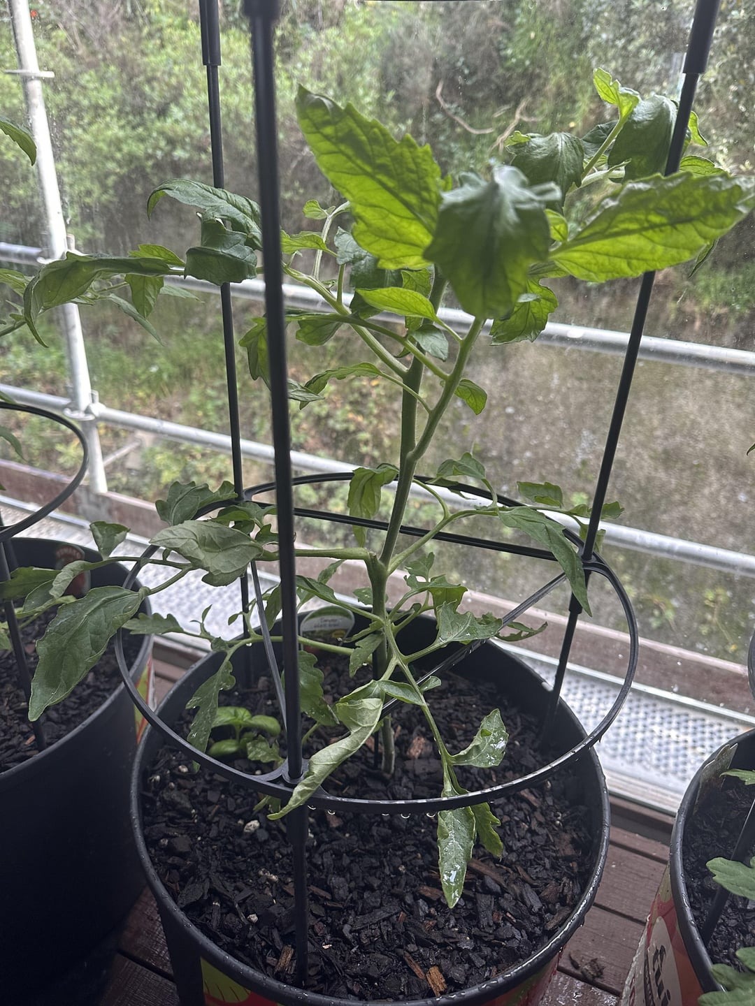 tomato plant in a pot