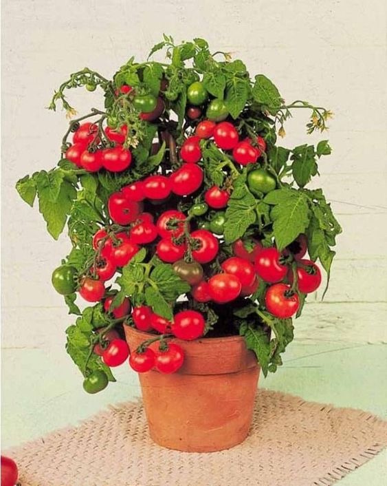 tomato plant in the pot