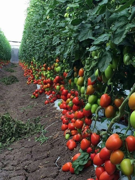 tomato plants in garden