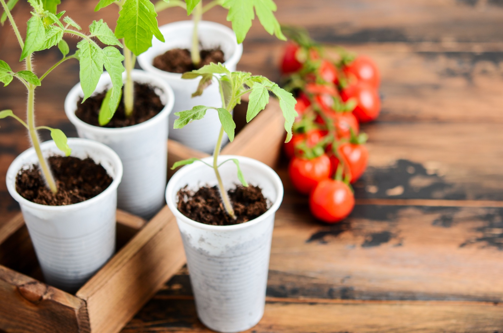 tomato seedlings