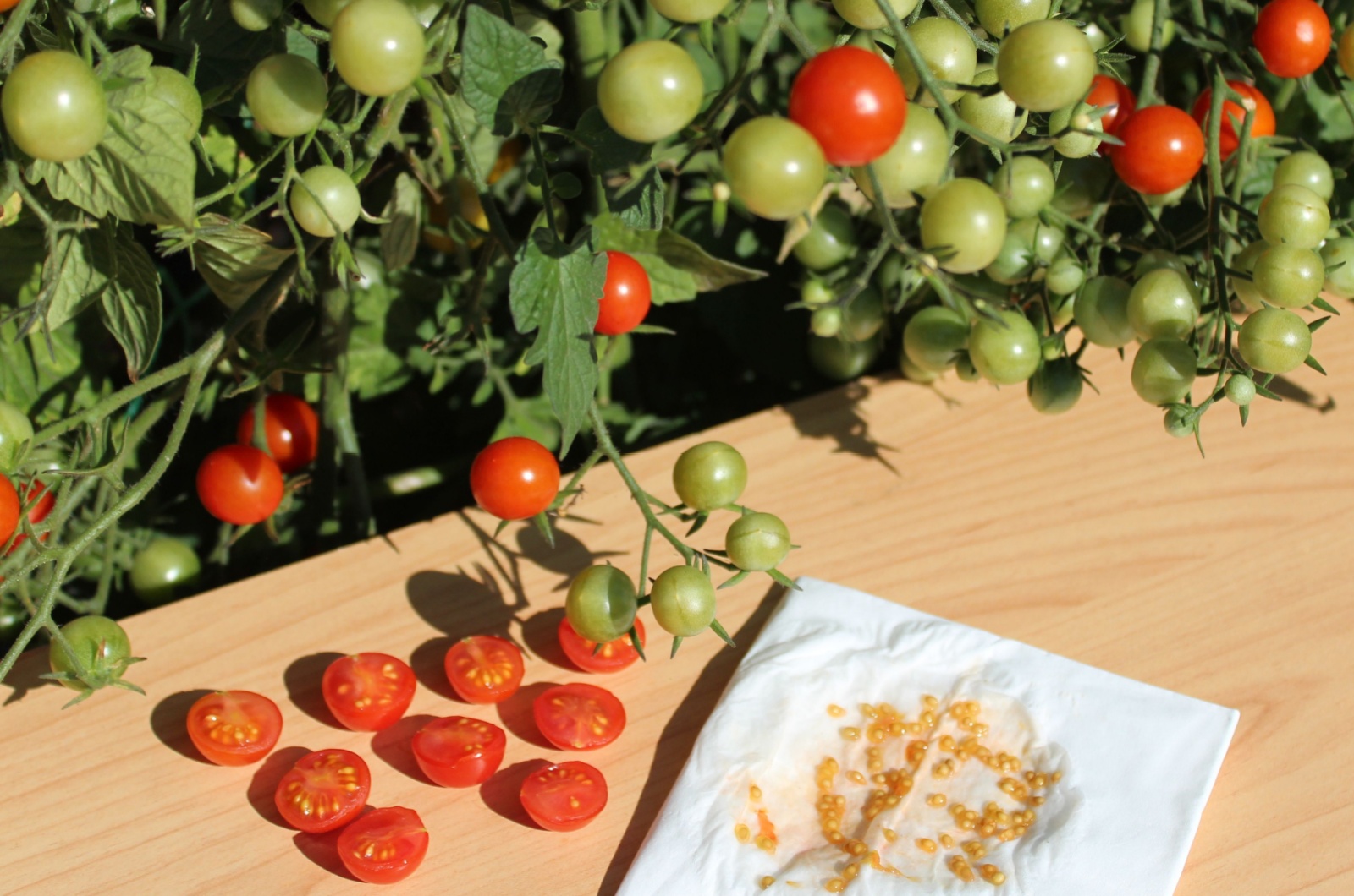 tomato seeds