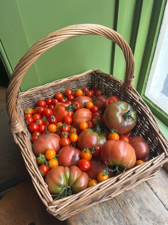 tomatoes in a basket