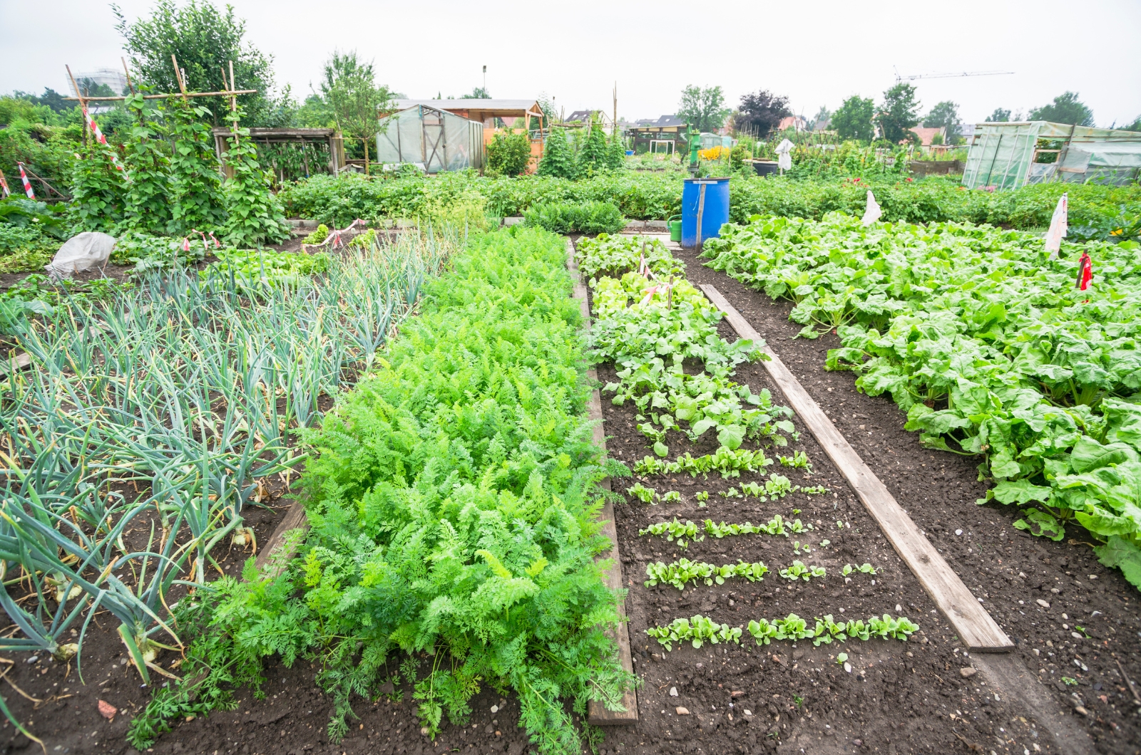 vegetable growing in garden