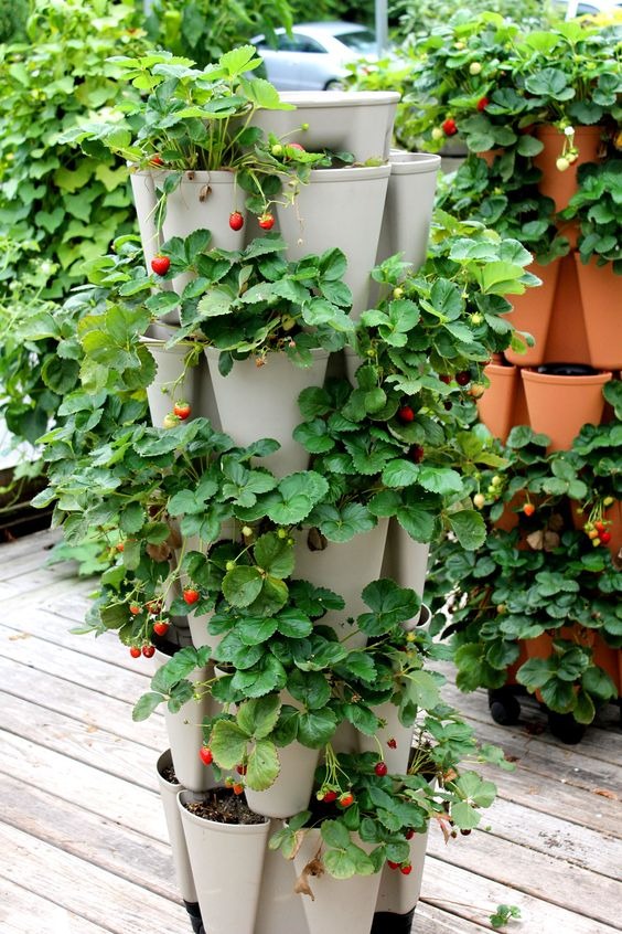 vertical strawberry planter