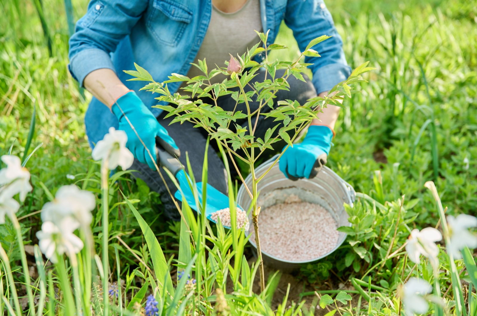 woman fertilizing a bush