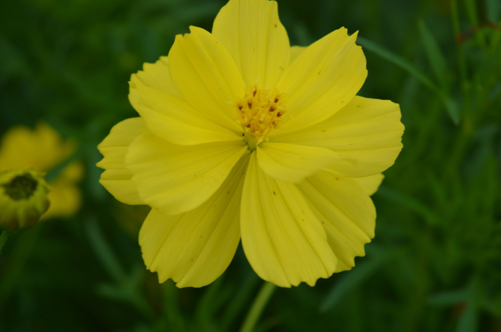 yellow cosmos plant