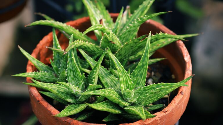 aloe vera plant