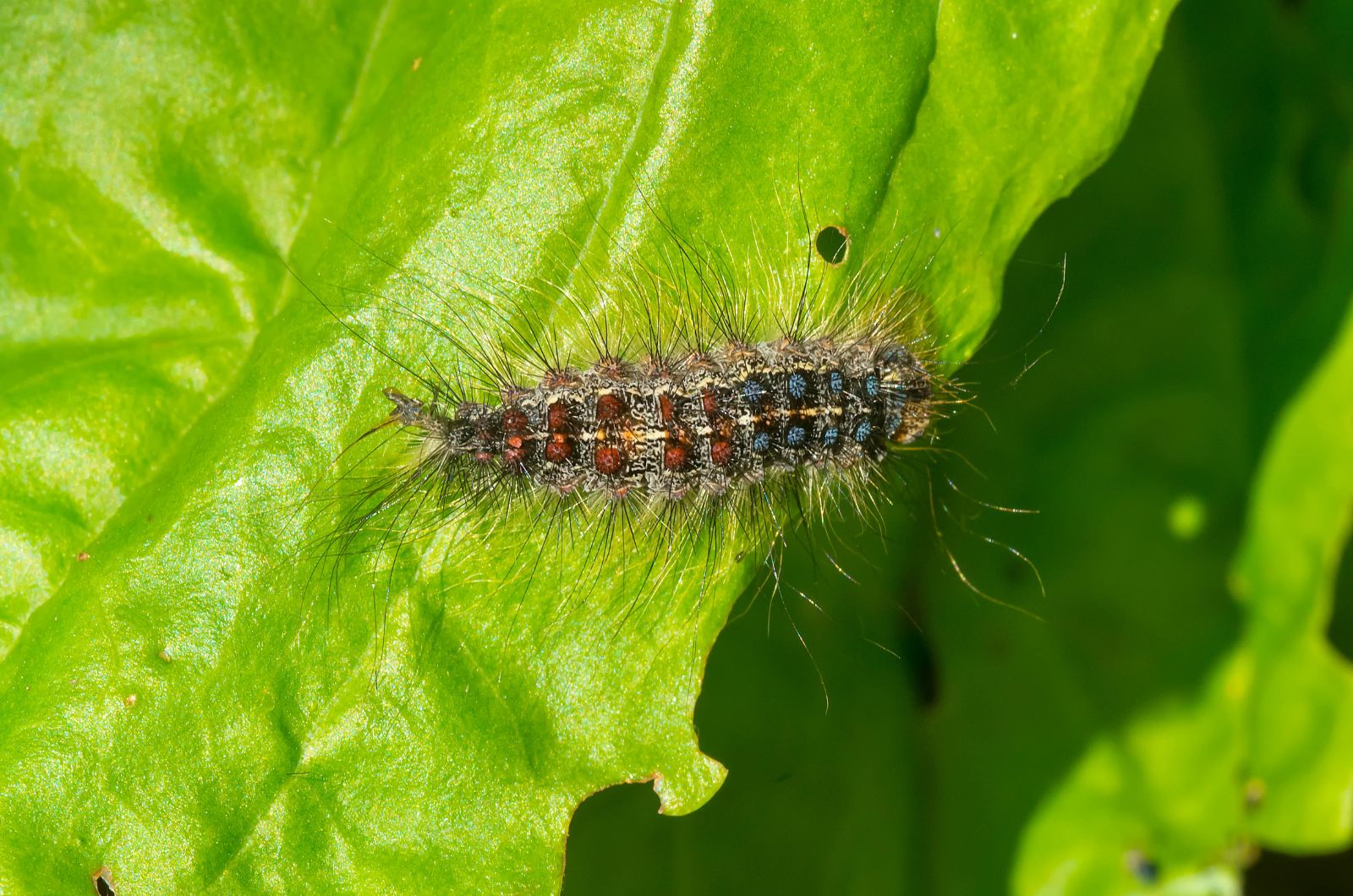 A Spongy Moth caterpillar