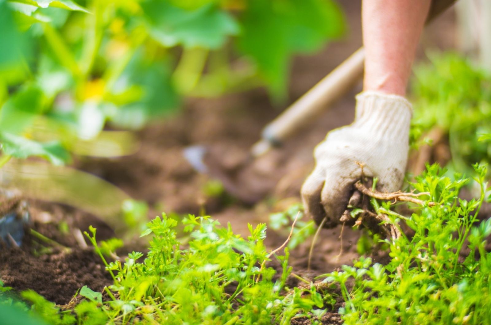 A woman's hand is pinching the grass