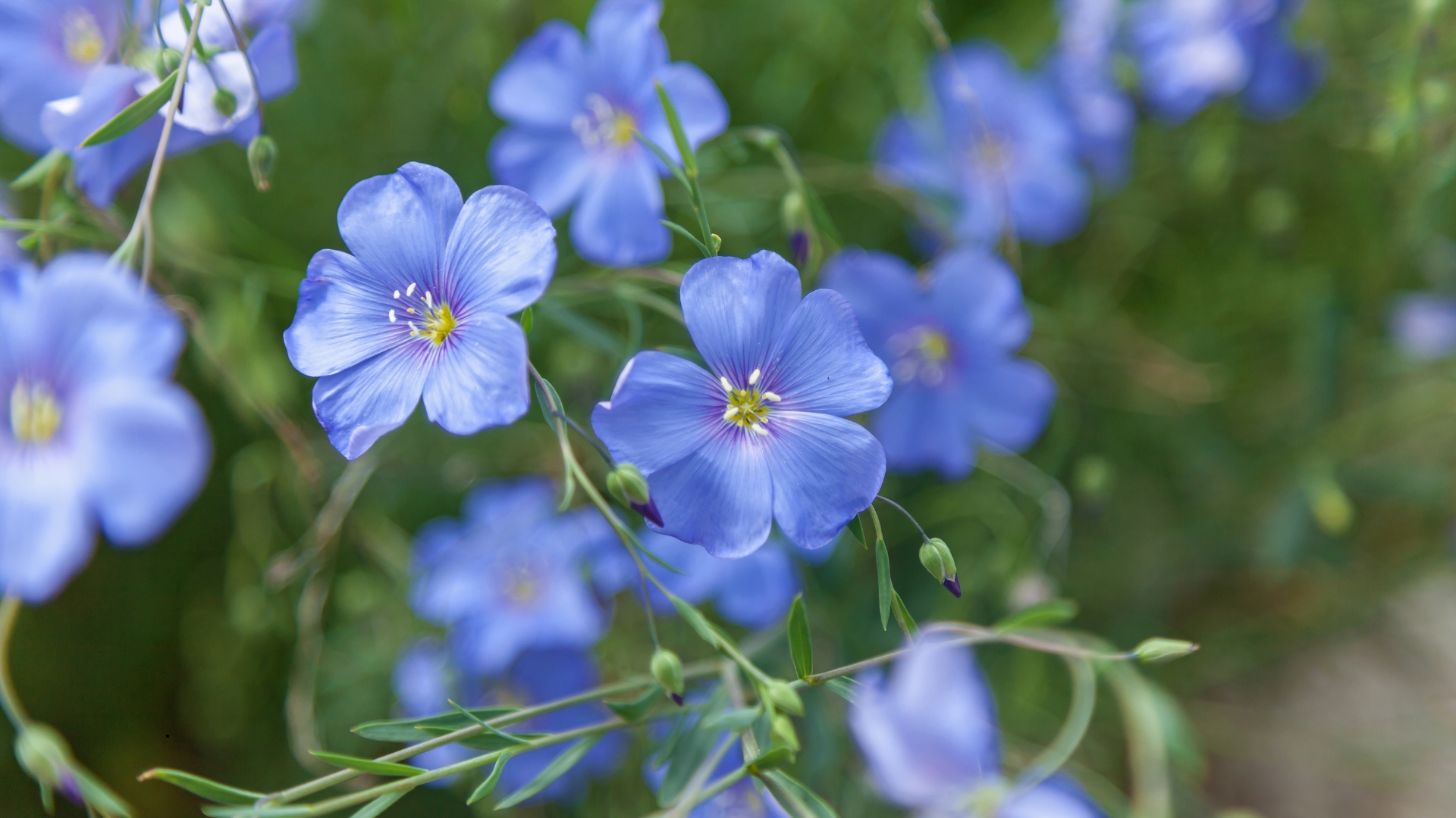 blue flax flowers in the field