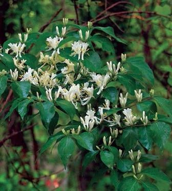 Amur Honeysuckle