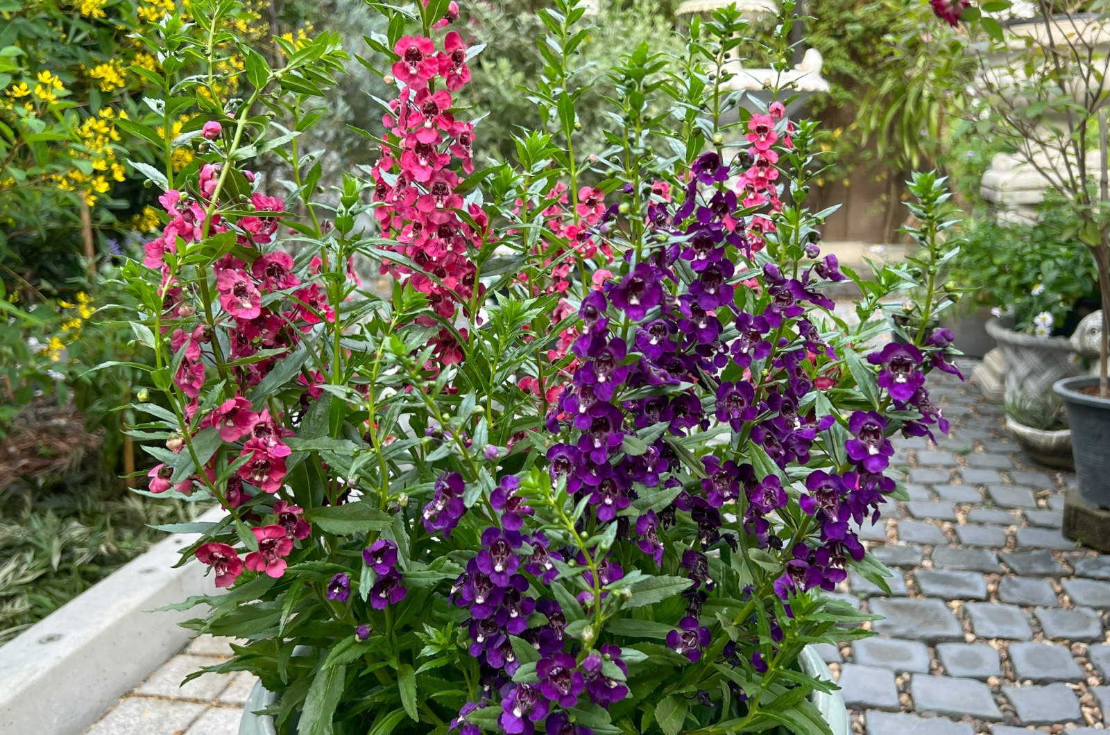 Angelonia flowers in a graden